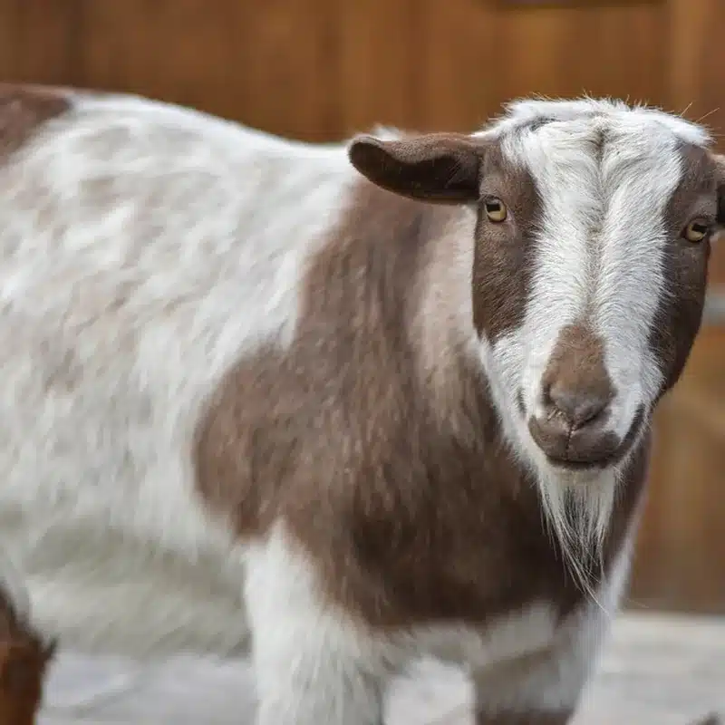 Nigerian Dwarf Goat