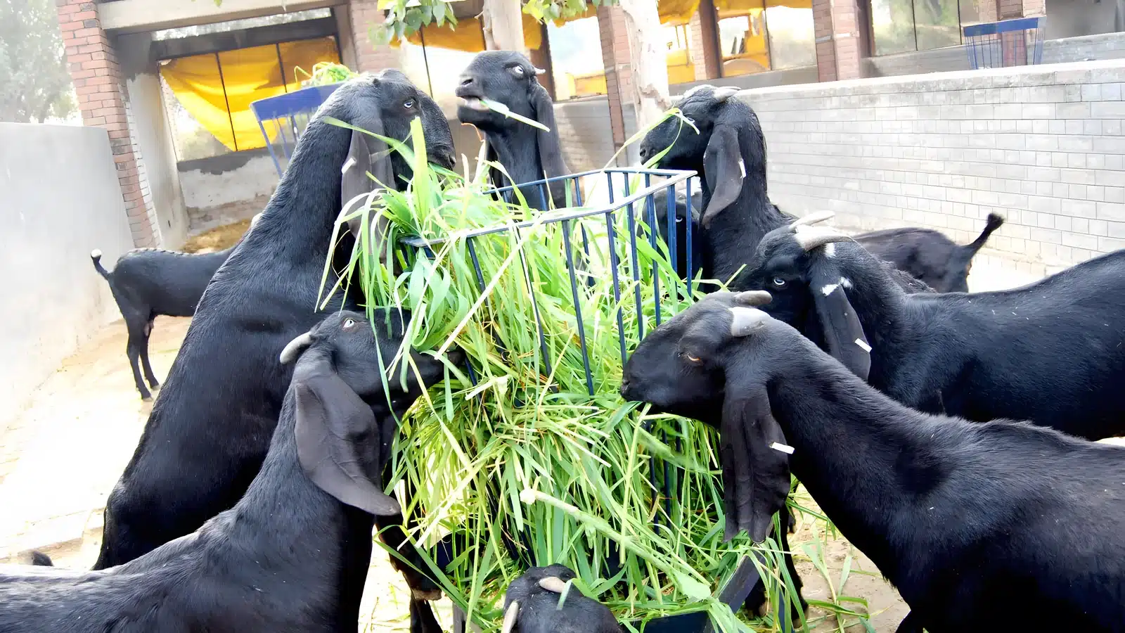 Goat nutrition and feed management