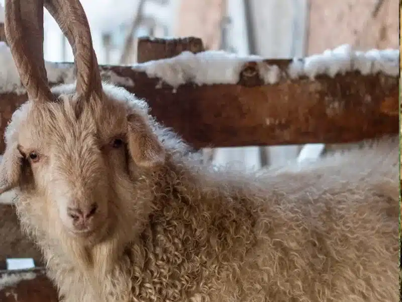 Orenburg goat