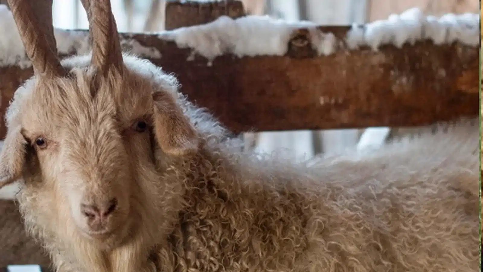 Orenburg Goat Breed Guide