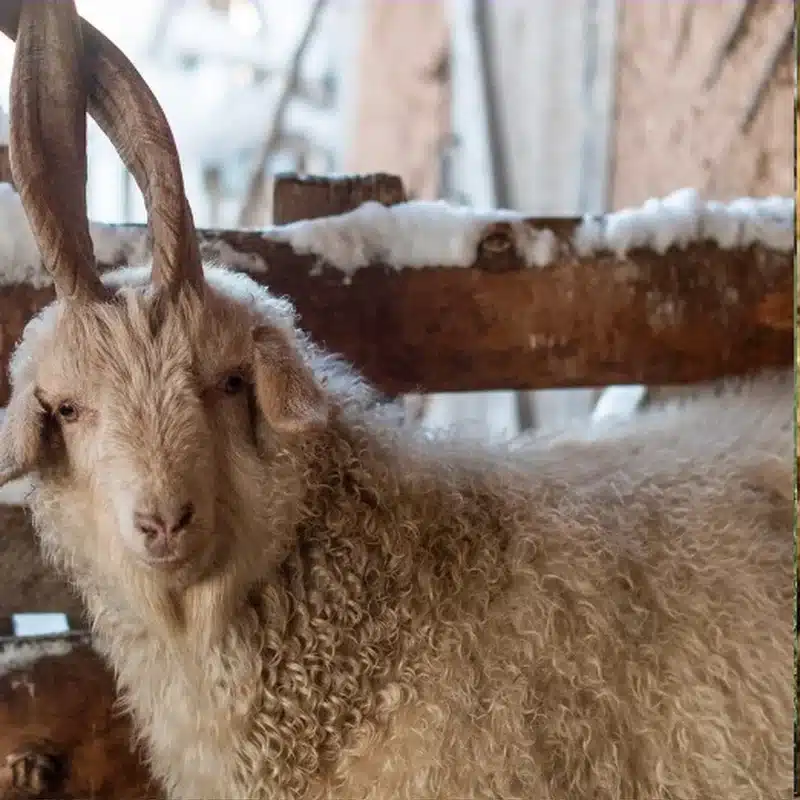 Orenburg Goat