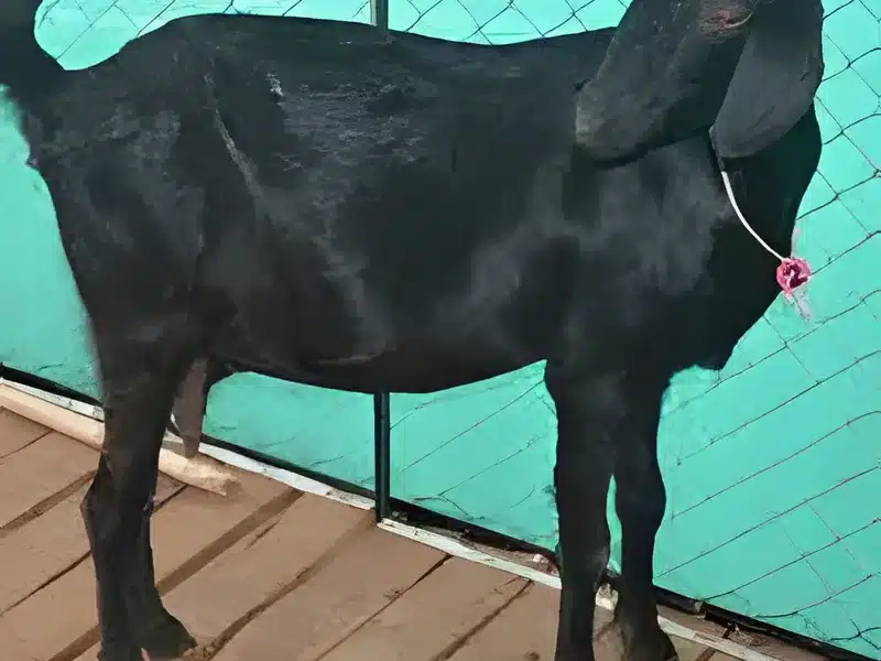 Osmanabadi goat