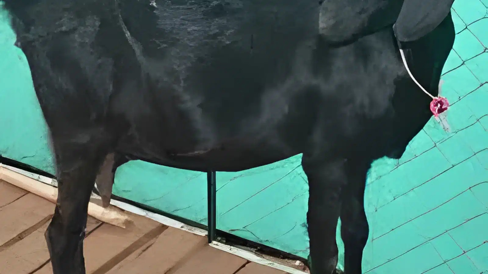 Osmanabadi goat