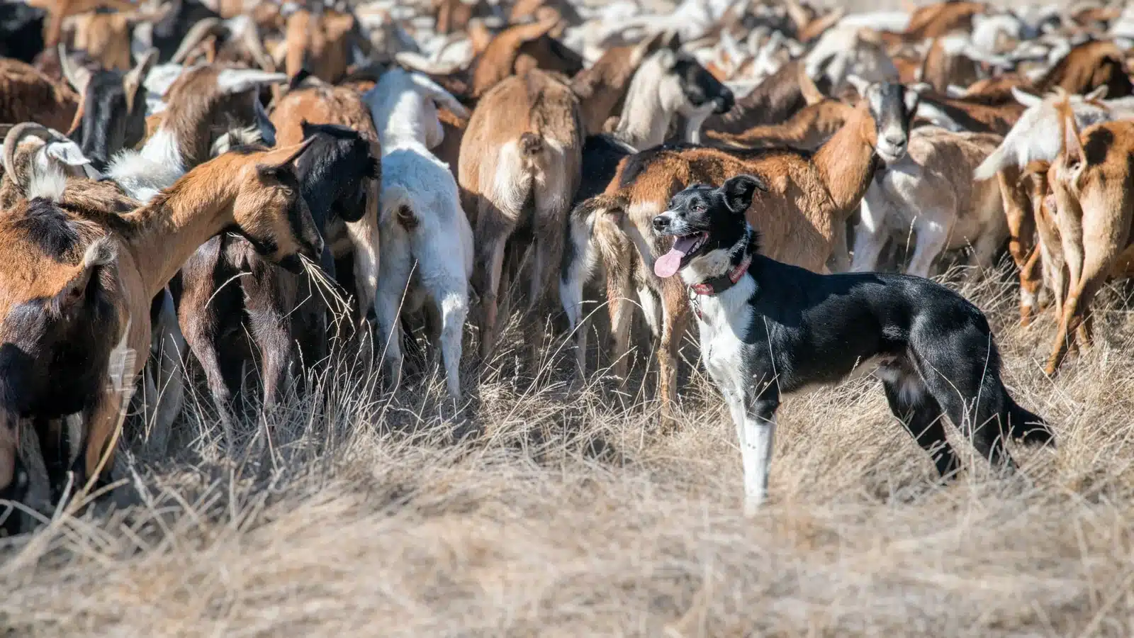 Goat herd grazing on managed pasture with guardian dog