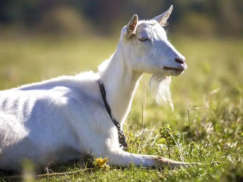 Saanen goat