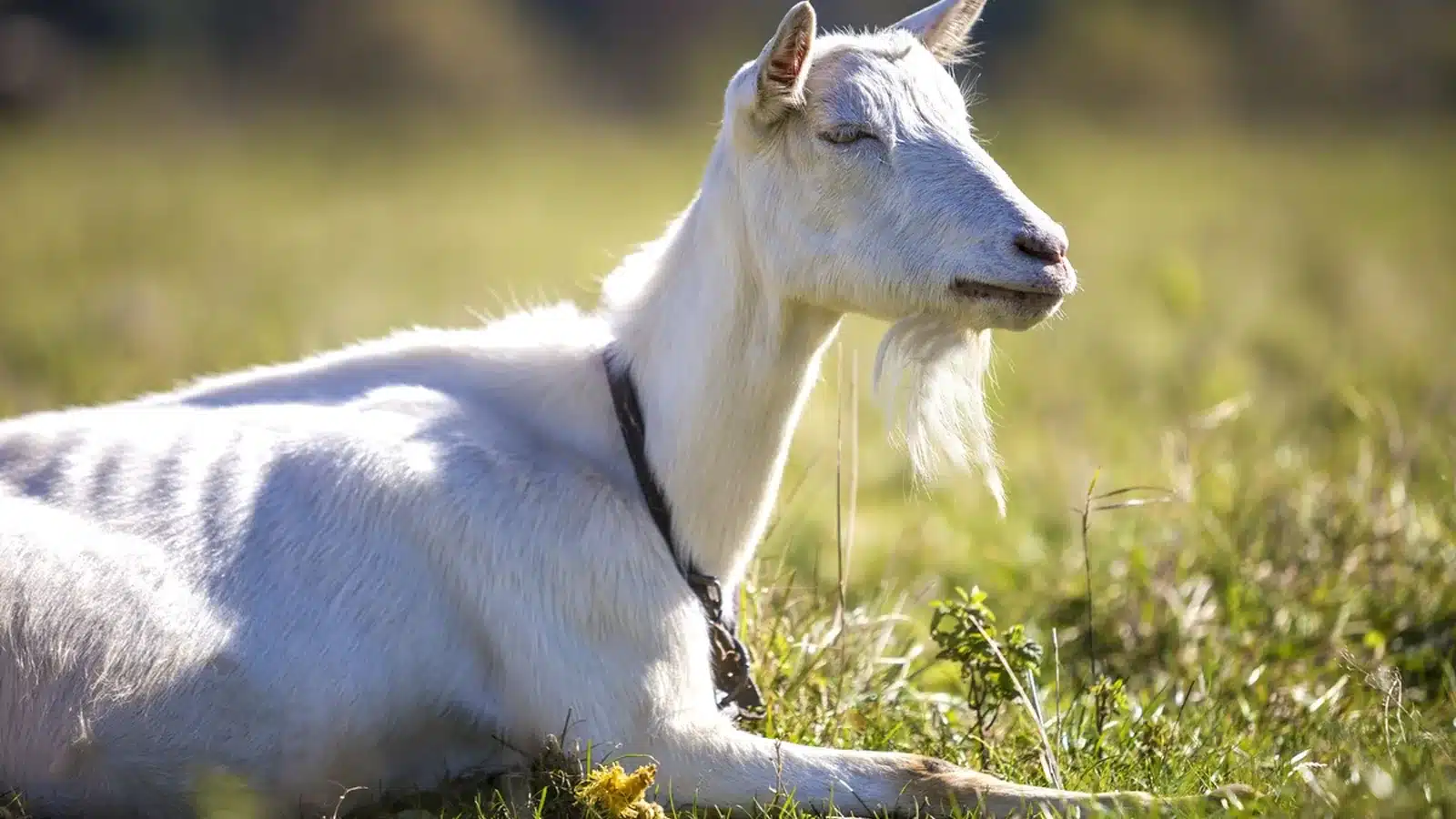 Saanen Goat Breed Guide