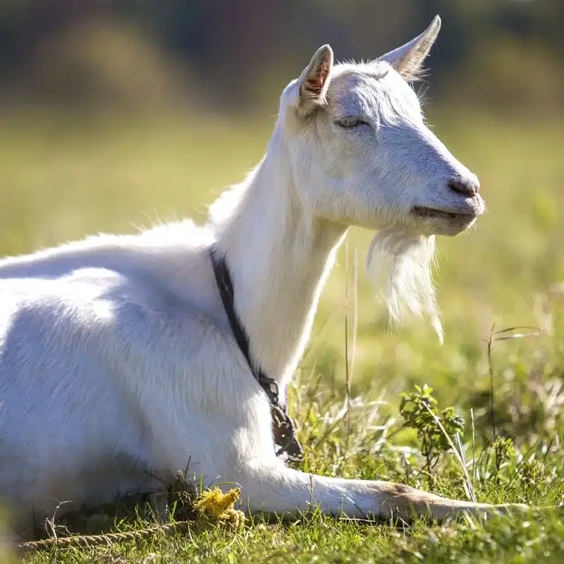 Saanen Goat