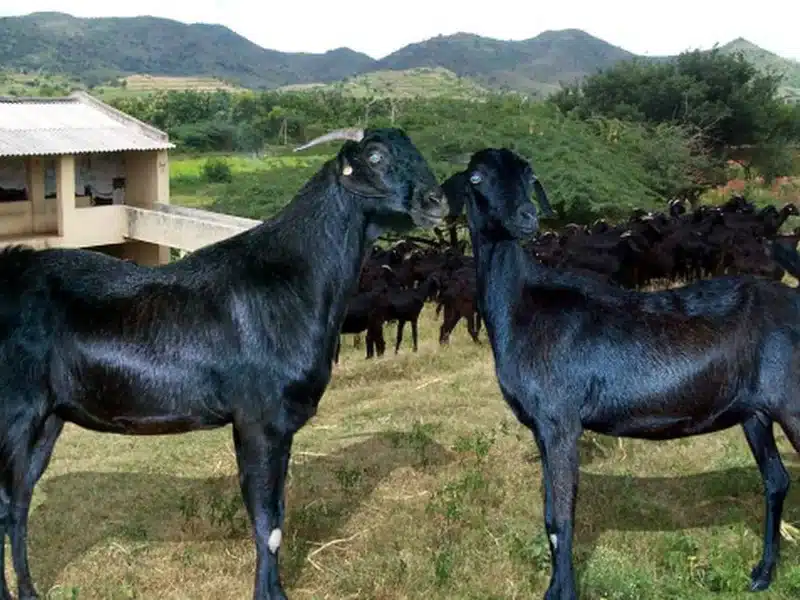 Salem Black goat