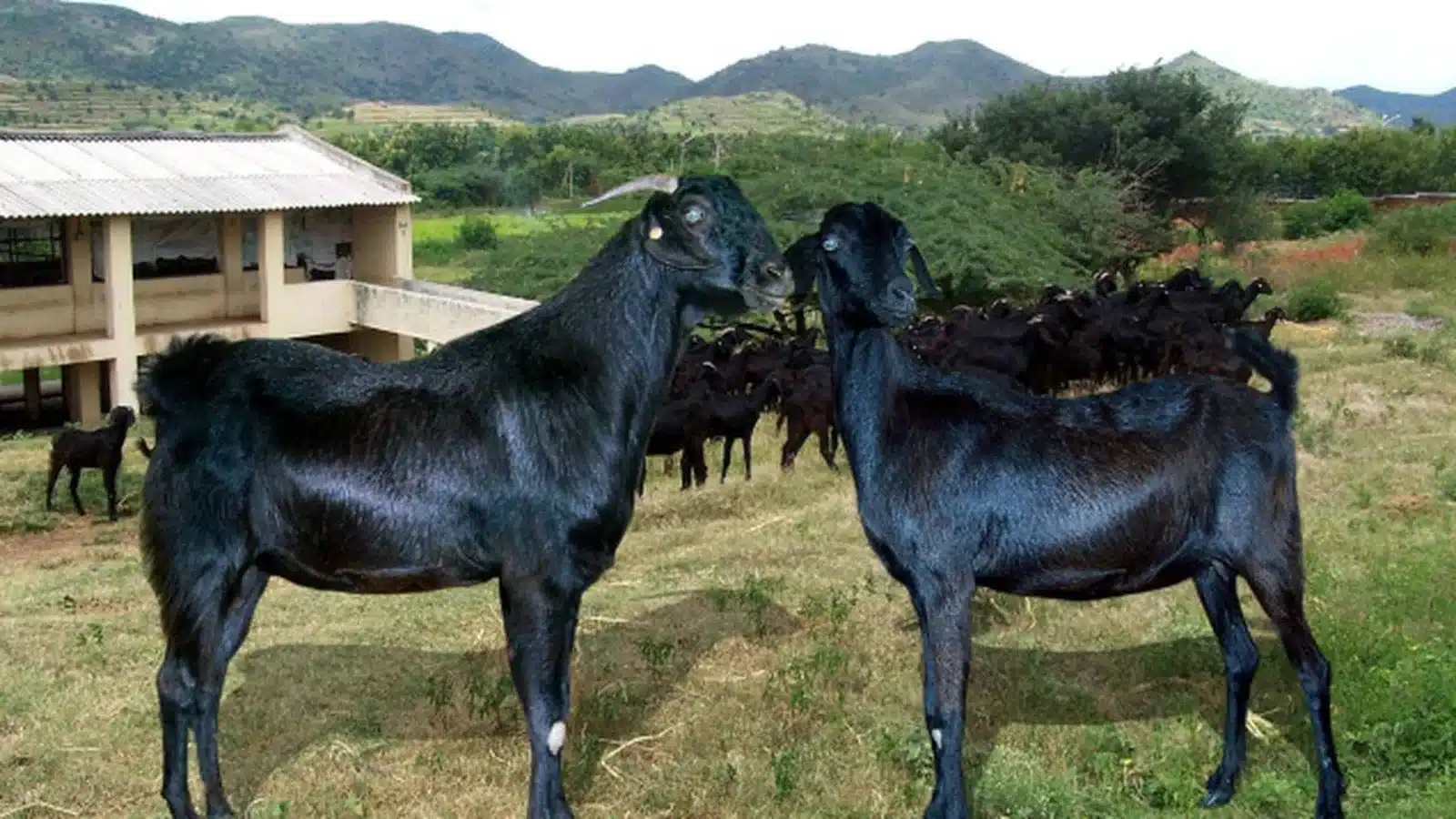 Salem Black Goat Breed Guide