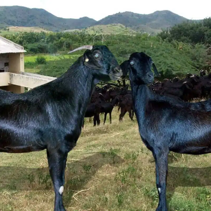 Salem Black Goat