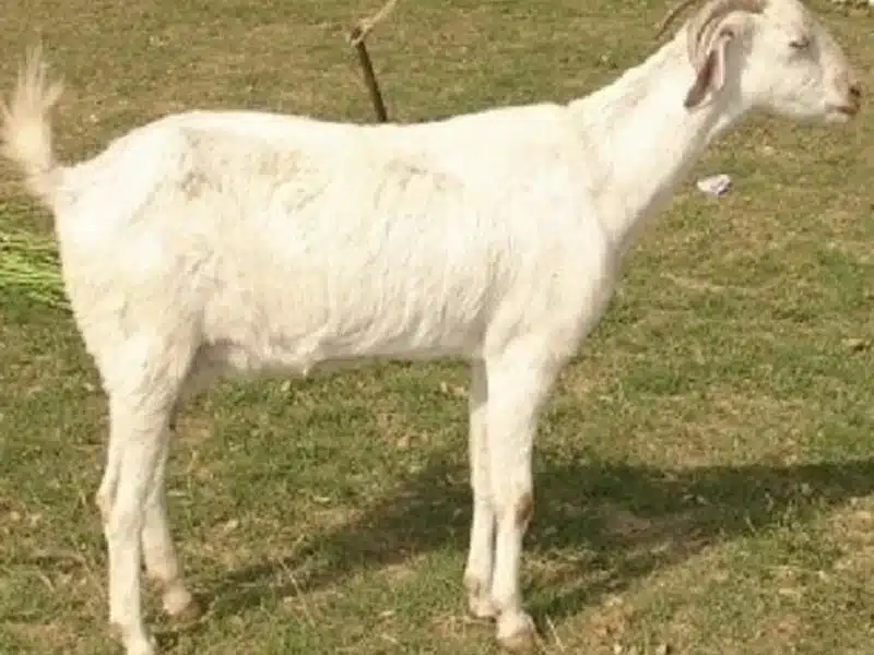 Sangamneri goat
