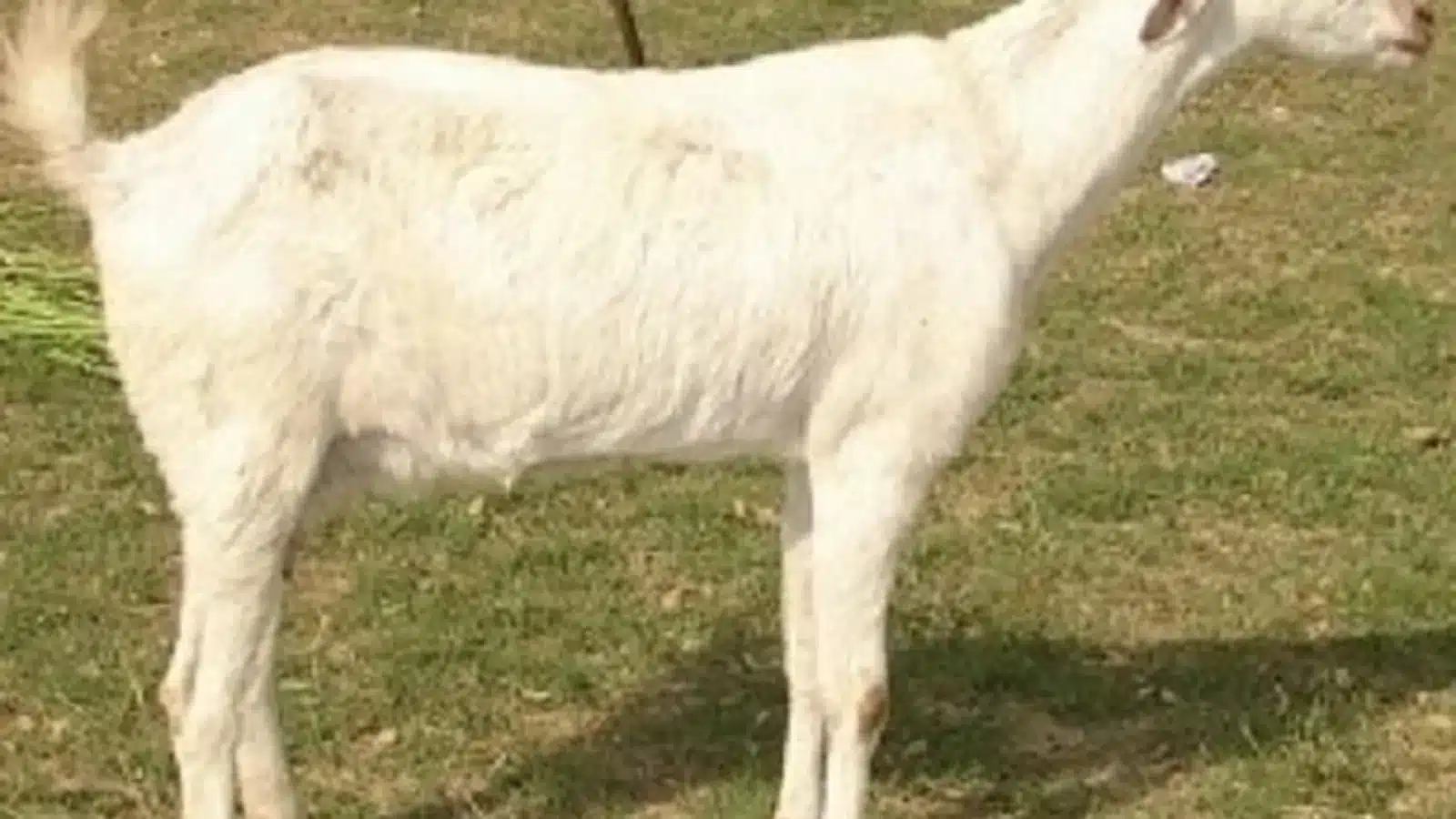 Sangamneri goat