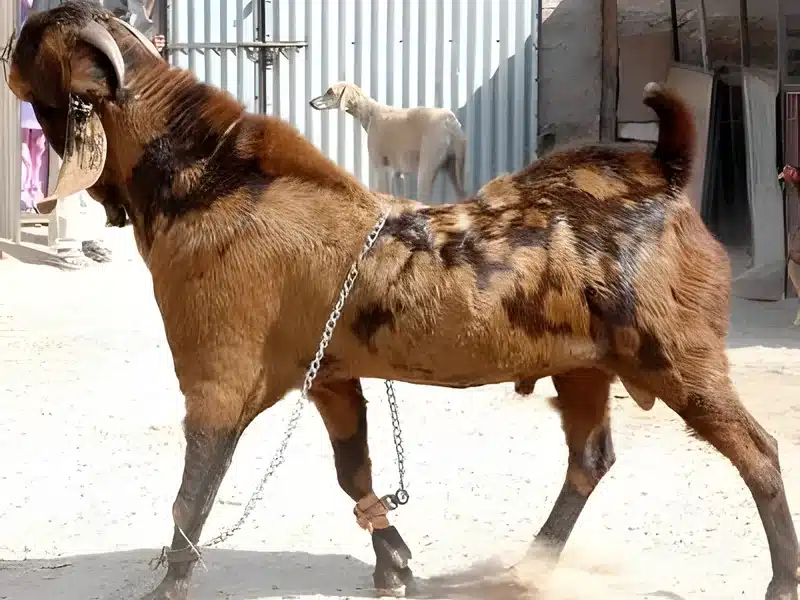 Sirohi goat