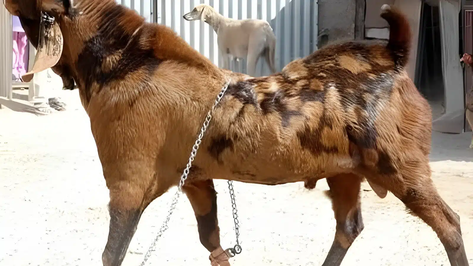 Sirohi Goat Breed Guide