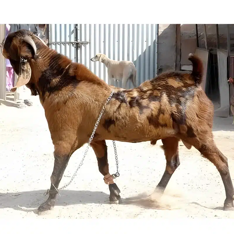 Sirohi Goat