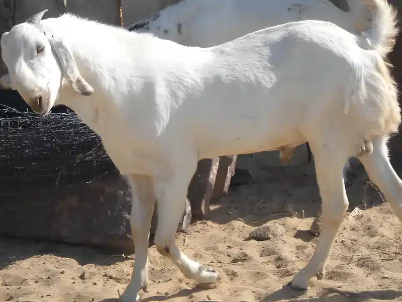 Sojat goat