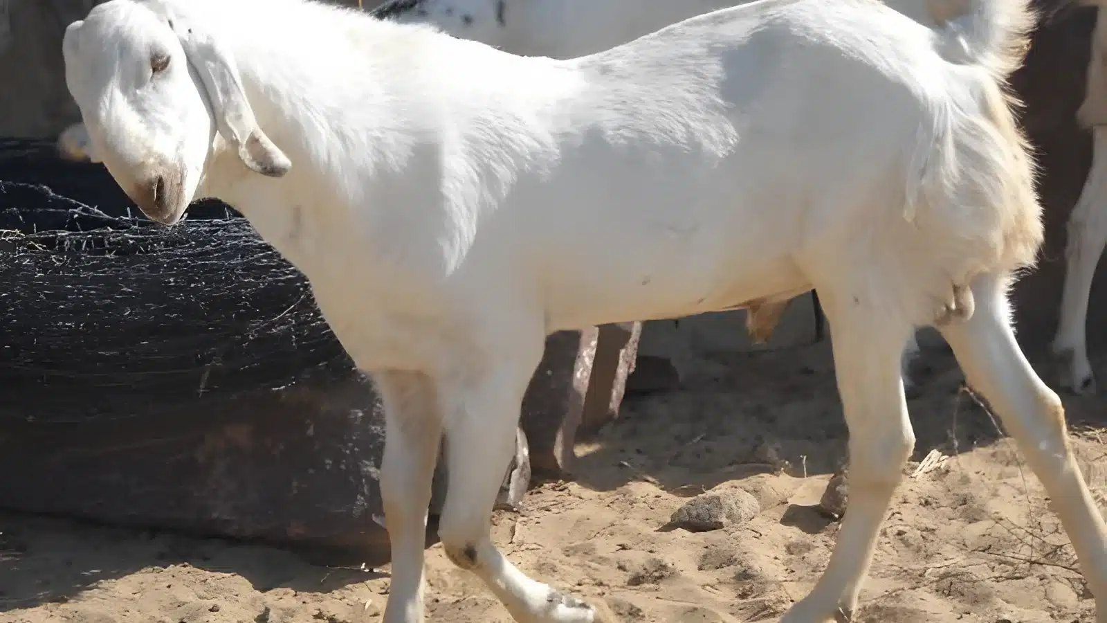 Sojat Goat Breed Guide