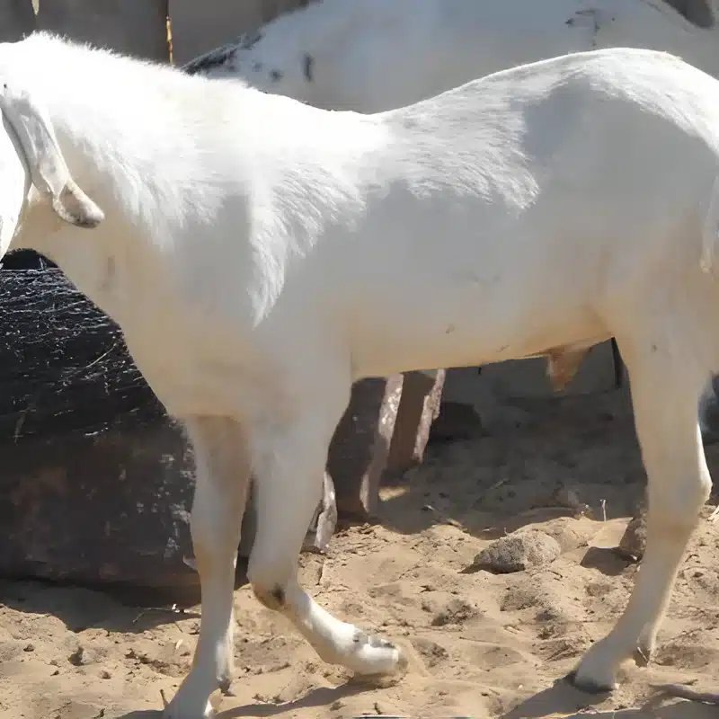 Sojat goat
