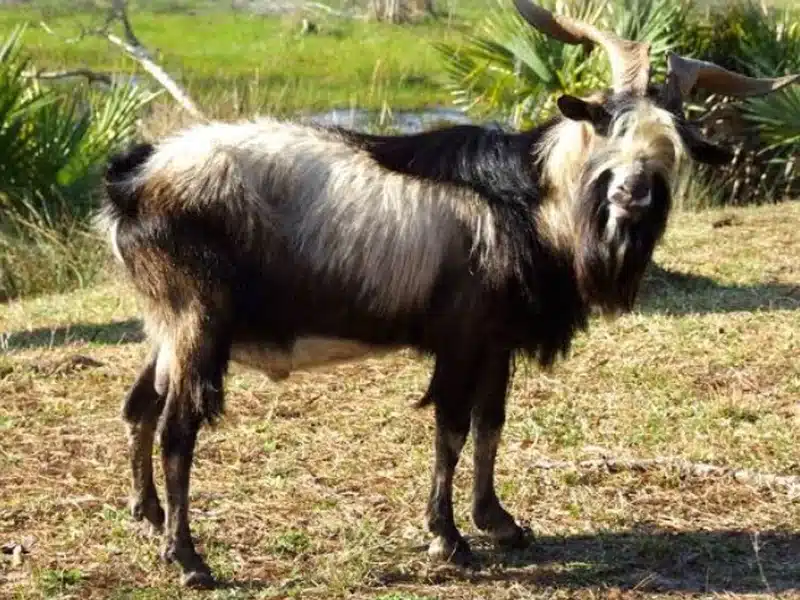 Spanish (Brush Goat) goat