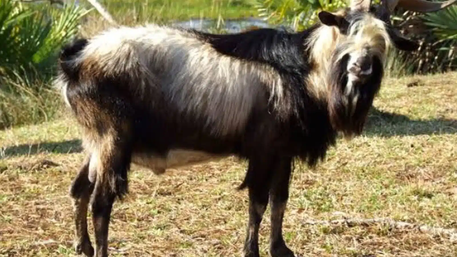 Spanish (Brush) Goat Breed Guide