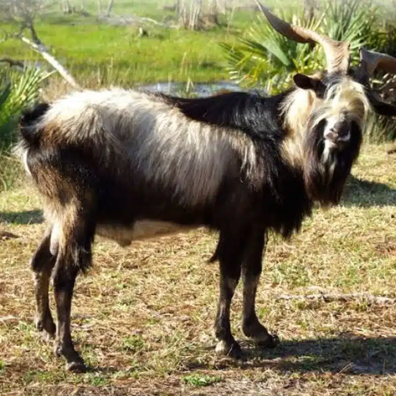 Spanish Goat