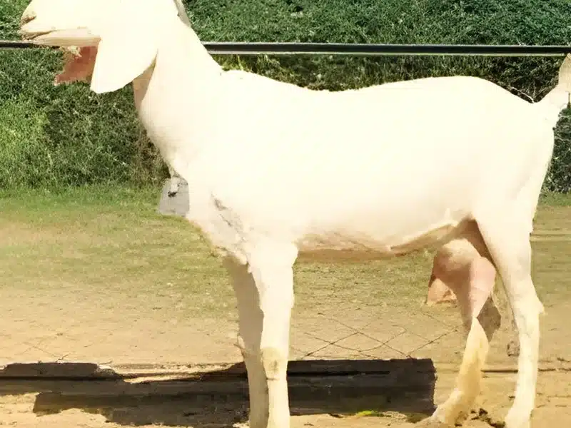 Surti goat