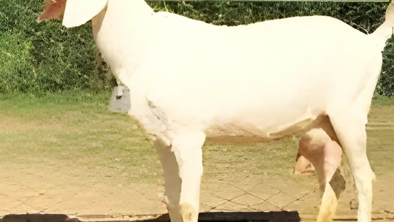 Surti Goat Breed Guide