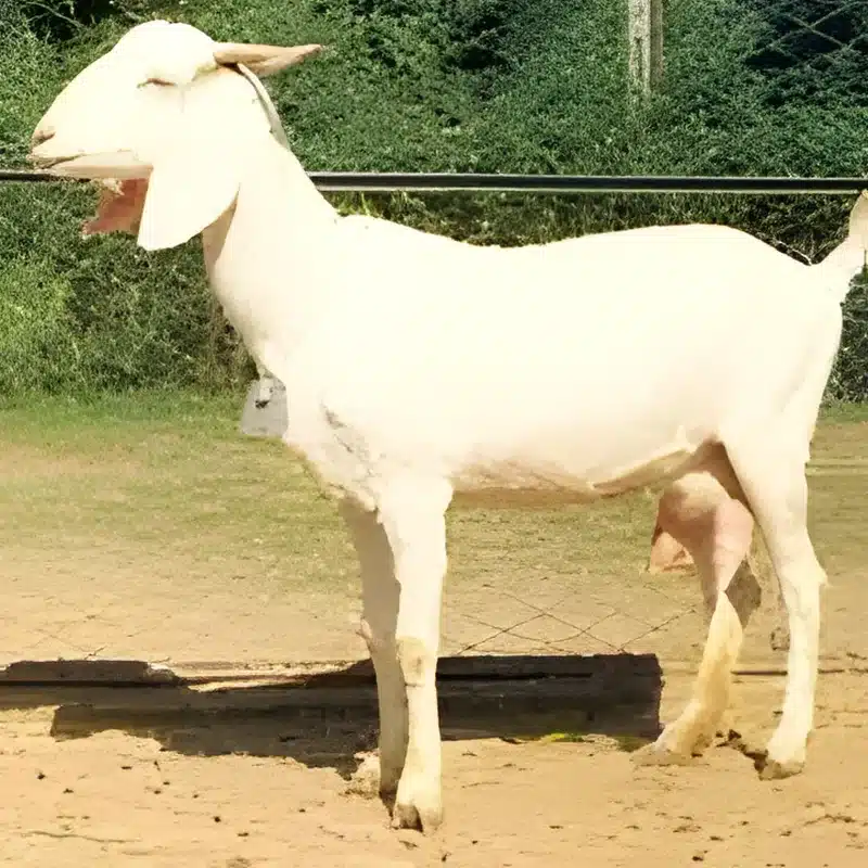 Surti Goat