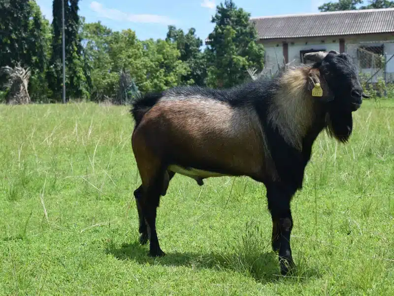 Teressa goat