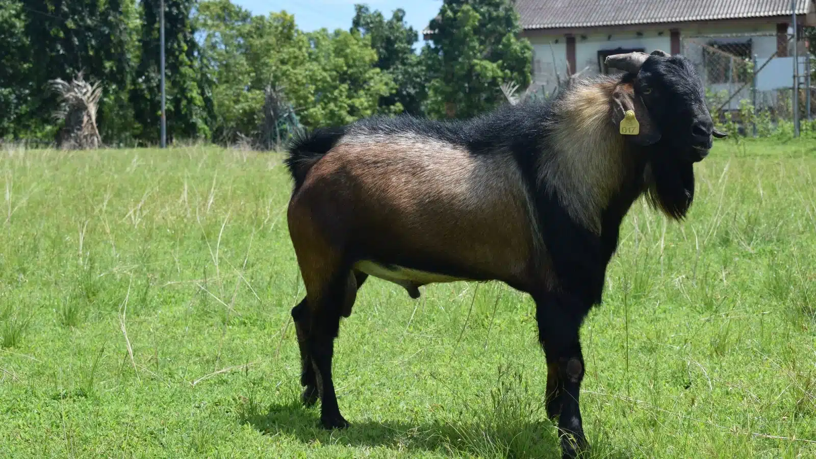 Teressa Goat Breed Guide