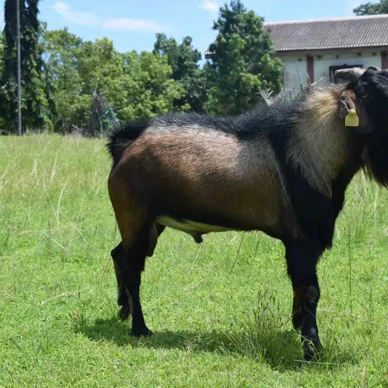 Teressa Goat