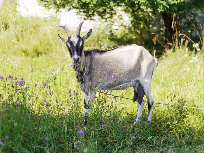 Toggenburg goat