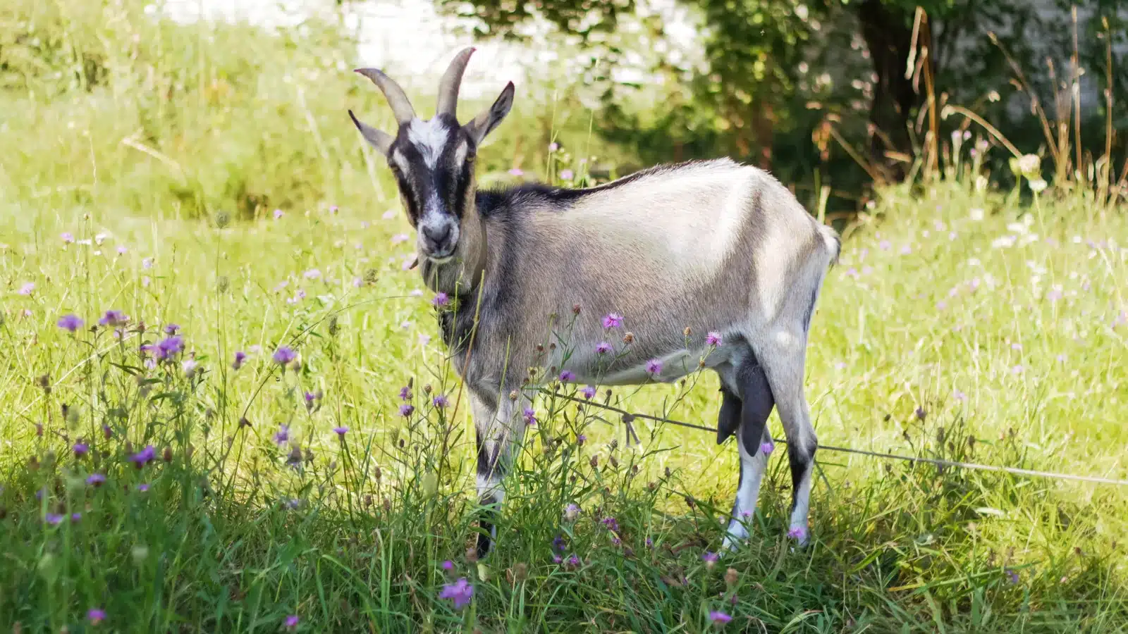 Toggenburg Goat Breed Guide