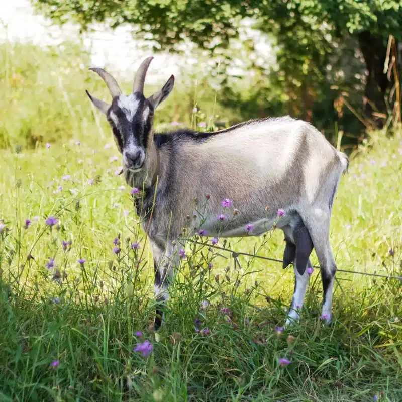 Toggenburg Goat