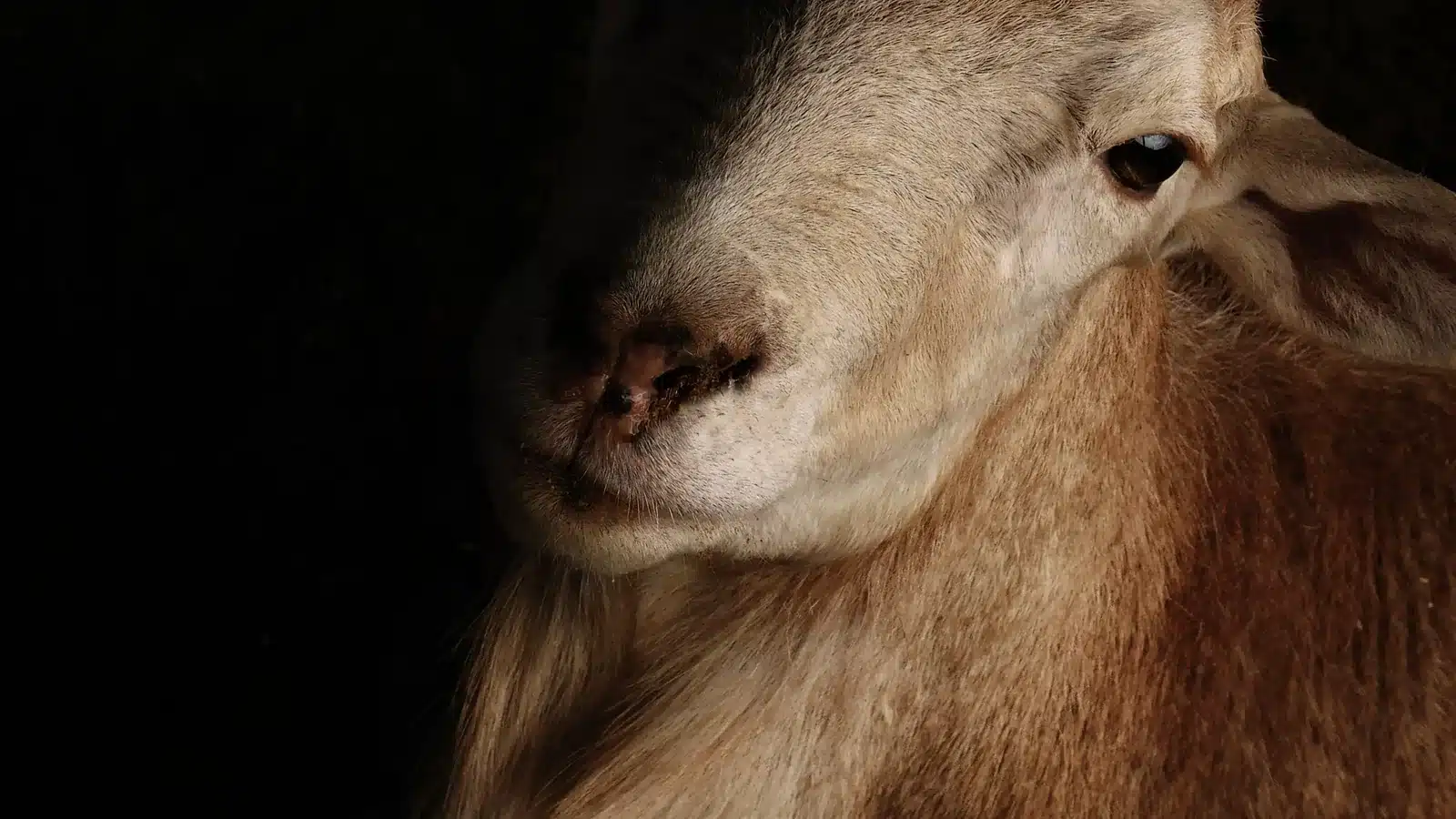 Goat farming videos and gallery