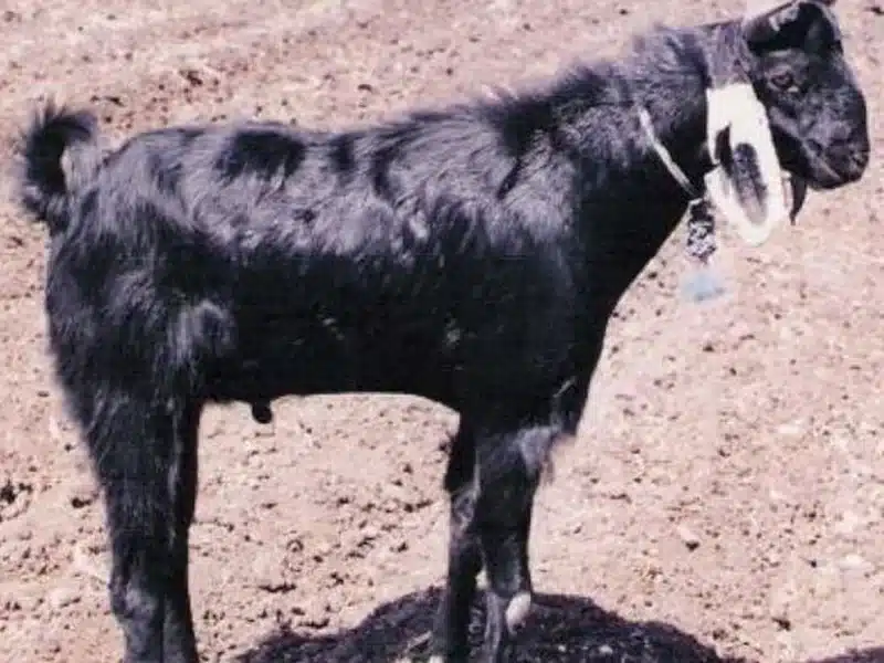 Zalawadi goat