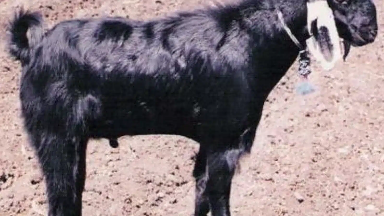 Zalawadi Goat Breed Guide
