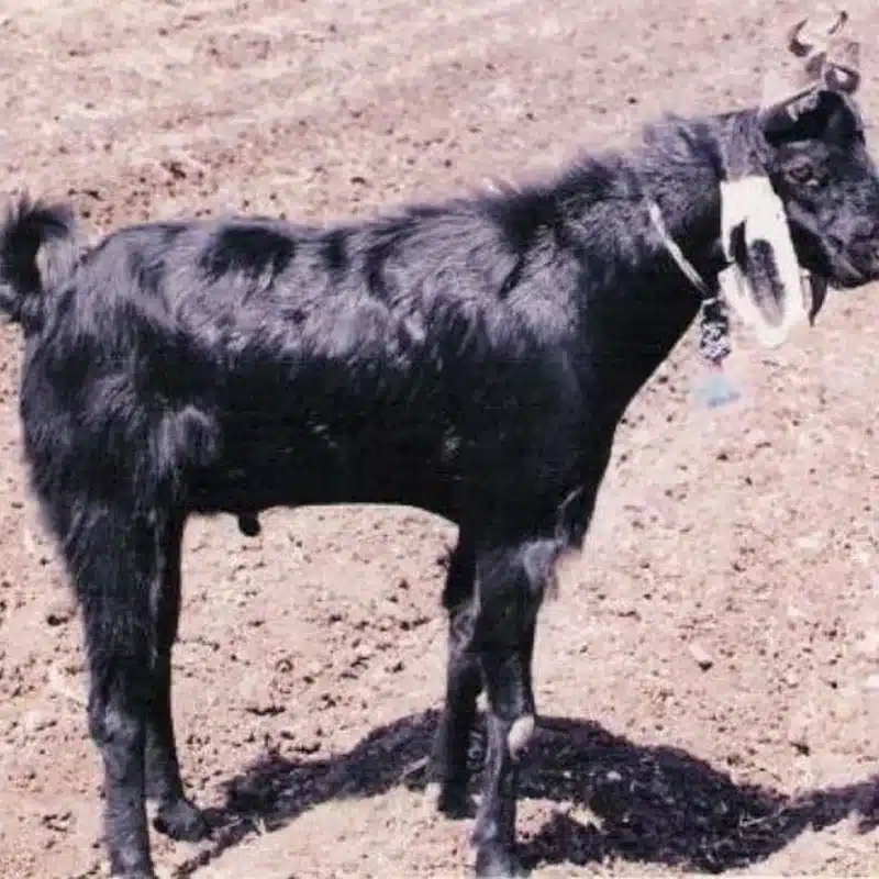 Zalawadi Goat